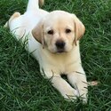   LABRADOR RETRIVER PUPPIES -3