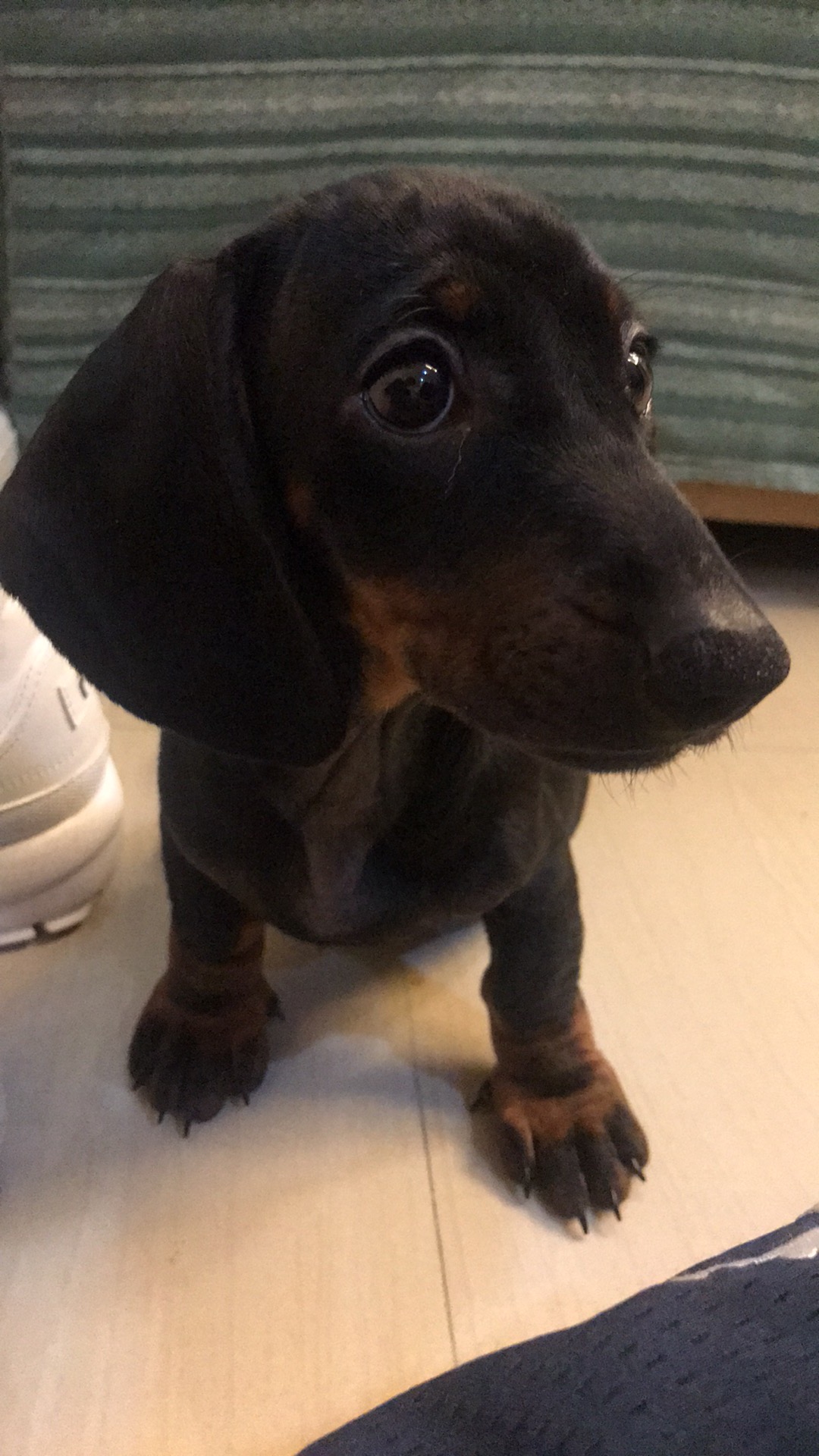 Female Dachshund 4 Sale!