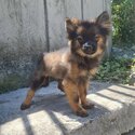 Pomeranian Puppies for Rehoming-4