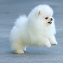 Pomeranian Puppies-1