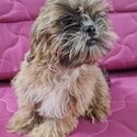 Shih Tzu for rehoming!-2