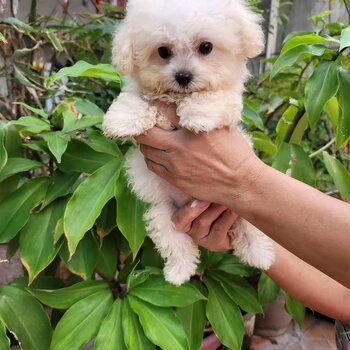 Toy Poodle