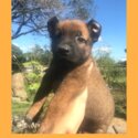 BELGIAN MALINOIS PUPPIES FOR REHOMING -1