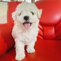 BEAUTIFUL BICHON FRISE MALE &amp; FEMALE -3