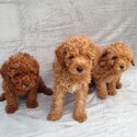 POODLE PUPPIES  WhatsApp .( +63 909 238 4393)-2