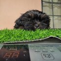 Shih Tzu for sale-5