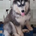 Siberian husky Wooly back to back import and wooly-0