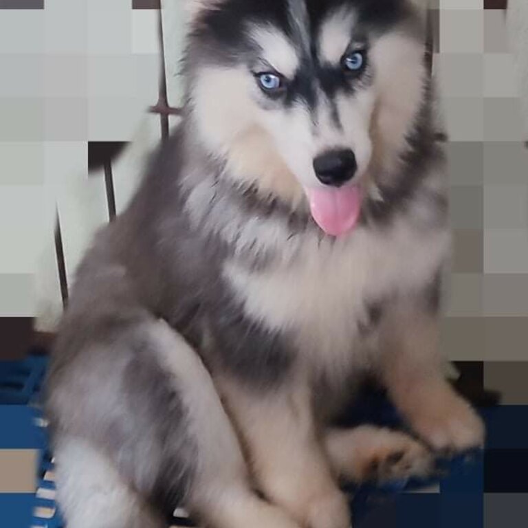 Siberian husky Wooly back to back import and wooly