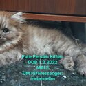 PURE PERSIAN KITTENS-2