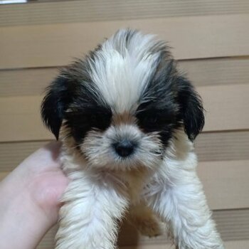 Shih Tzu Puppy