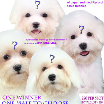 Bichon Frise Spin the Wheel Event #1