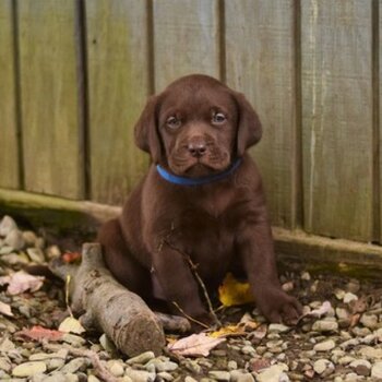 Gorgeous Labrador Puppies.