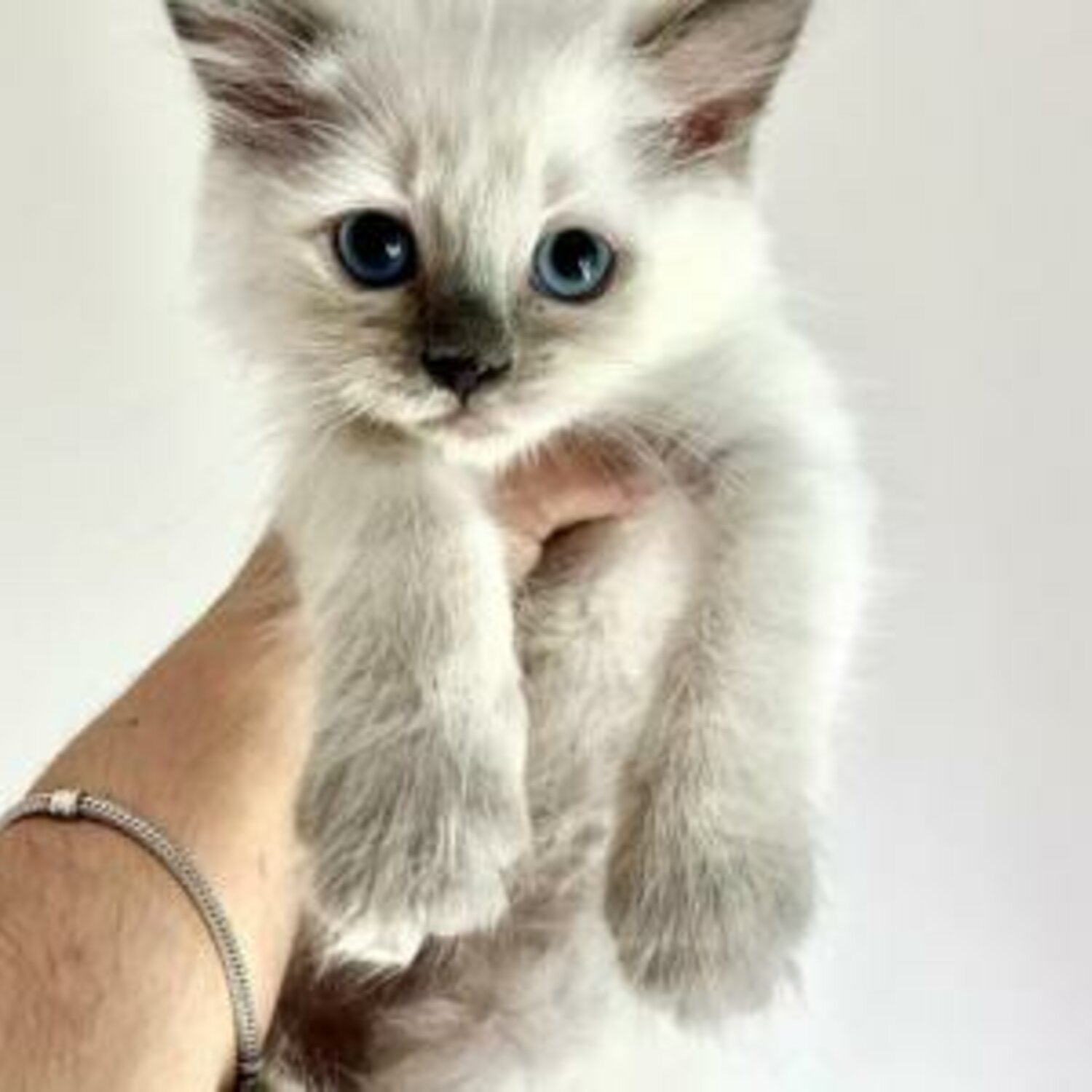 ragdoll-kitten-available-for-rehoming