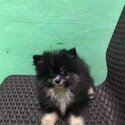 Pomeranian Puppy for sale-2