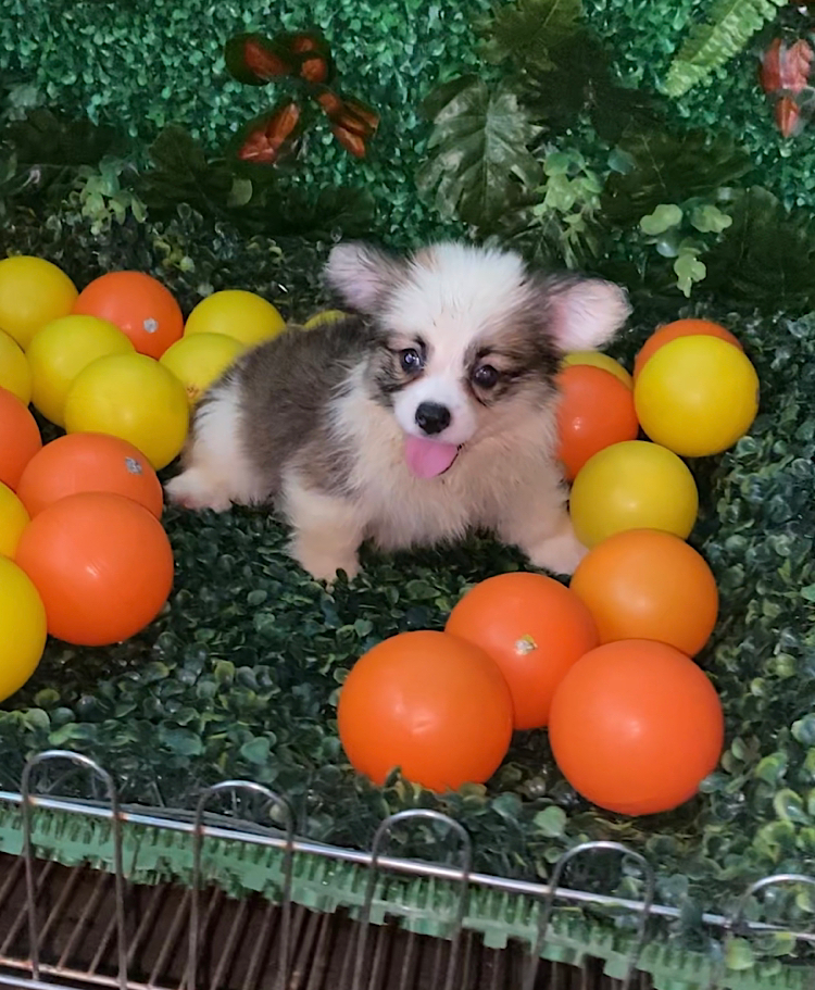 Welsh Corgi Puppies