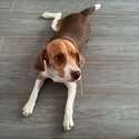 Inside Female Beagle-1