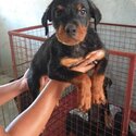 Rottweiler puppies-2