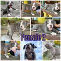 American Bully-1