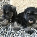 Miniature Schnauzer Puppies For Adoption-0