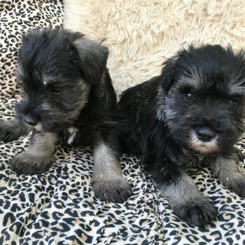 Miniature Schnauzer Puppies For Adoption