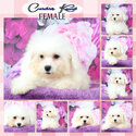 Bichon Frise Champ Line-0