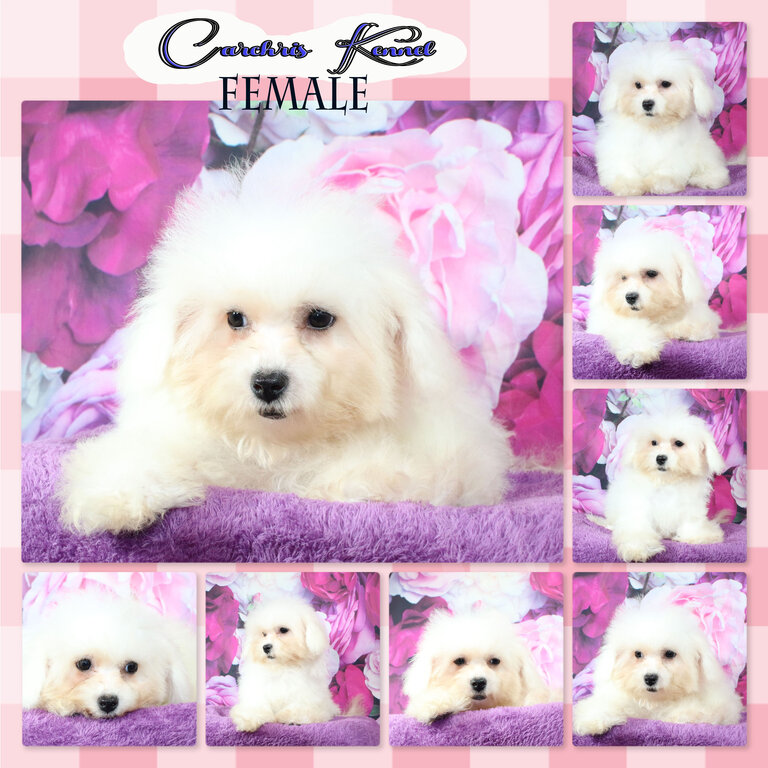 Bichon Frise Champ Line