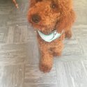 Forever Home for Fabulous Poodle-2