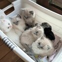 Puffy Ragdoll Kittens-1