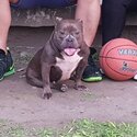 Female American Bully (Ready to breed)-0