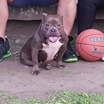 Female American Bully (Ready to breed)