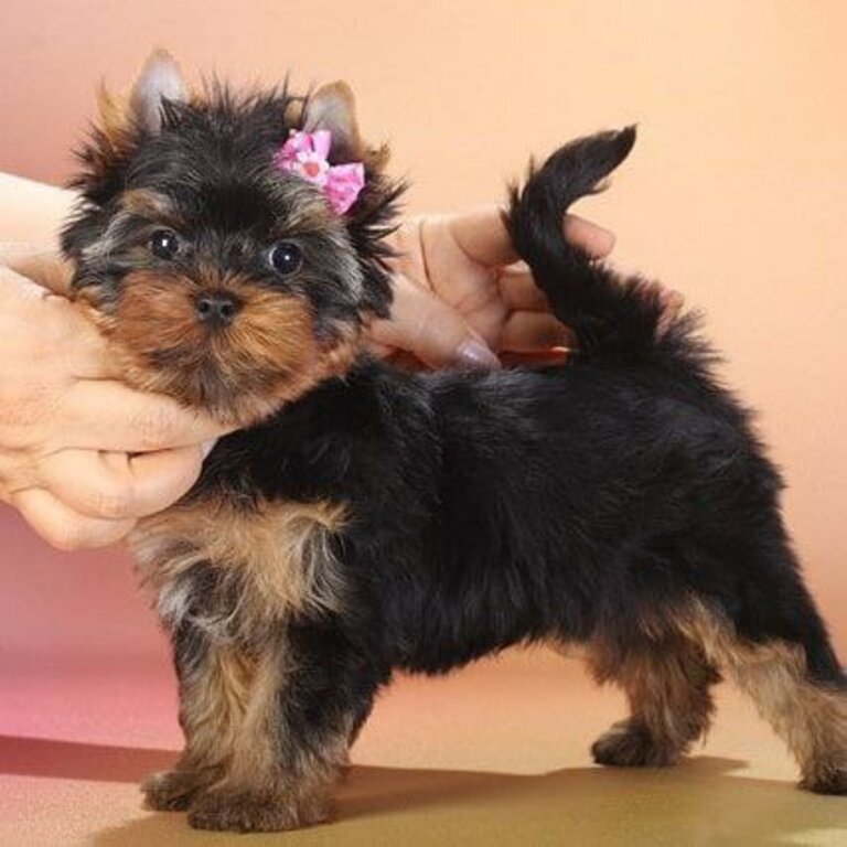 Yorkshire Terrier - Yorkie puppy