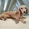 Mini Dachshund English Cream Long Hair Puppies Dogs for sale-4