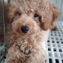 Quality Toy Poodle-3