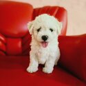 BEAUTIFUL BICHON FRISE MALE &amp; FEMALE -4