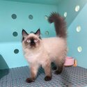 EXOTIC x PERSIAN (HIMALAYAN)-4