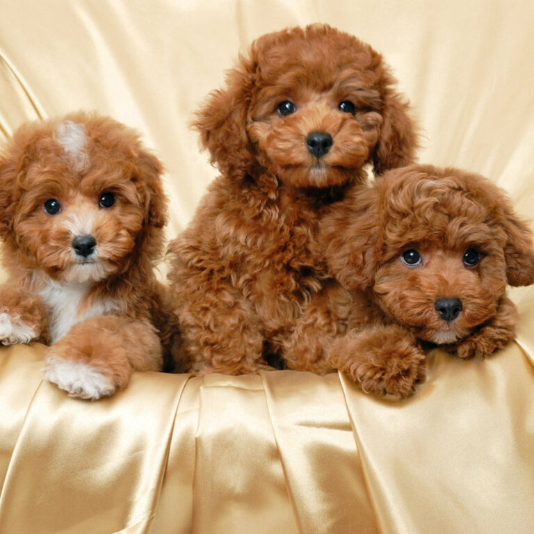 Well Trained Teacup Toy Poodle puppies