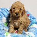 Goldendoodle Puppies Ready-0