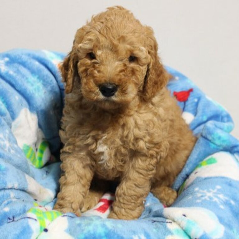 Goldendoodle Puppies Ready