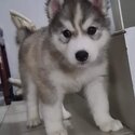 Purebreed siberian husky -0