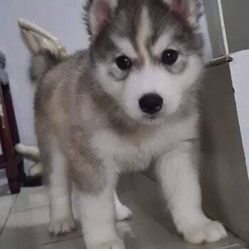 Purebreed siberian husky 