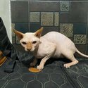 Sphynx male 1 year old-2