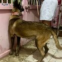 Belgian Malinois Pure Breed female 7 months old-1