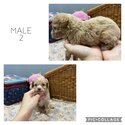 1/4 MALTESE &amp; 3/4 TOY POODLE PUPPIES-3