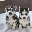 Siberian Husky Puppies what s app. .(  +63 909 238 4393)-0