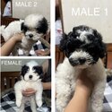 Pure breed Lhasa Apso-0