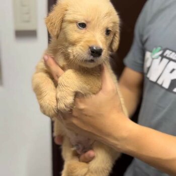 Golden Retriever Puppies