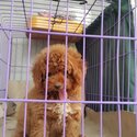 Toy Poodle Pure Breed (Male-10weeks)-1