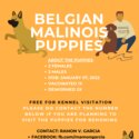 BELGIAN MALINOIS PUPPIES FOR REHOMING -0