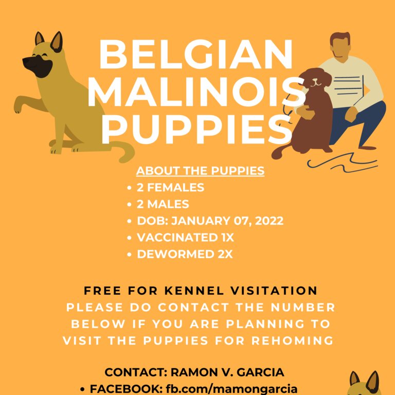 BELGIAN MALINOIS PUPPIES FOR REHOMING 