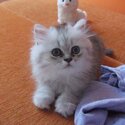 Pure Persian breed kittens for sale.-0